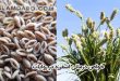 خواص دارویی اسفرزه در روایات