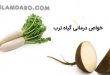 خواص درمانی گیاه ترب در طب اسلامی