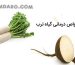 خواص درمانی گیاه ترب در طب اسلامی